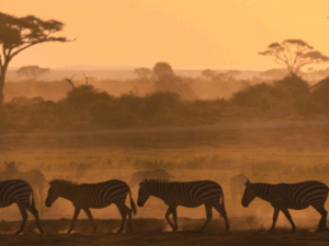7 Day Kenyan Safari - 7DKS