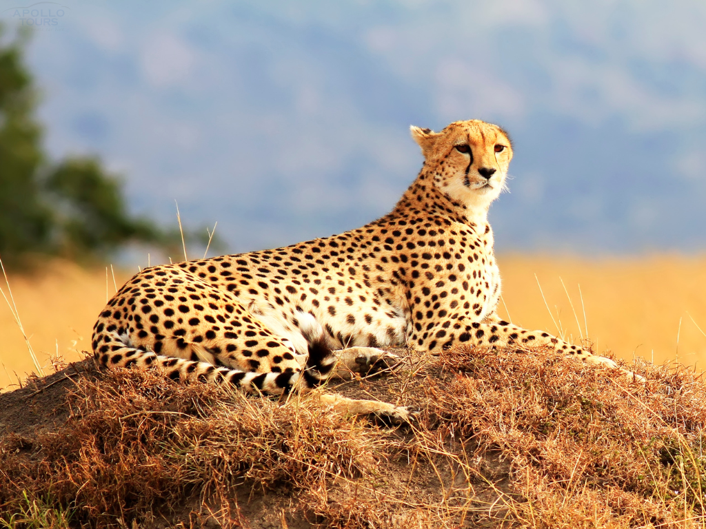 Apollo Chui Safaris Pictures 2