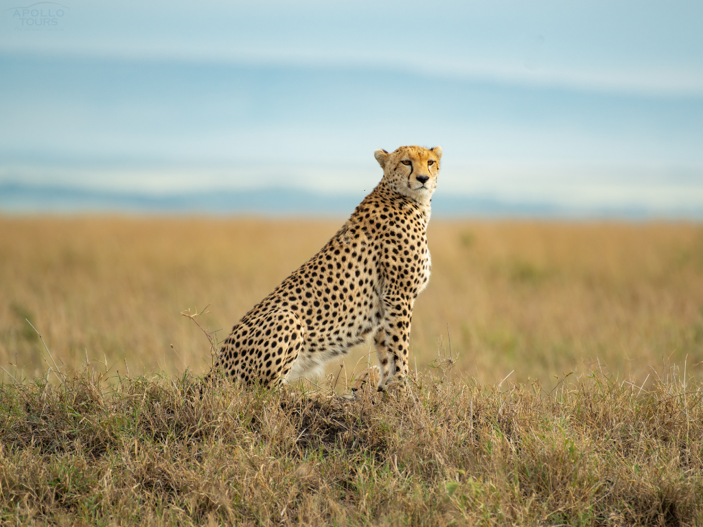 Apollo Chui Safaris Pictures