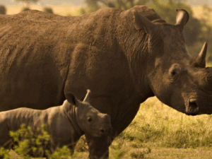 The Apollo Kifaru Safari - KS25