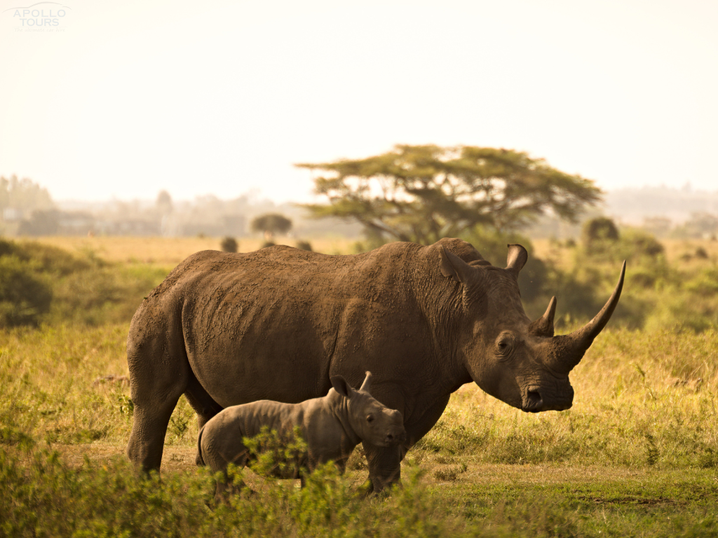 Apollo Kifaru Safaris Pictures