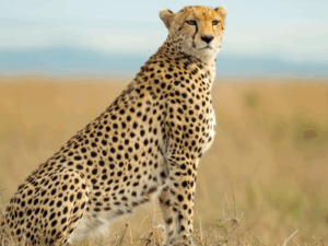 The Apollo Chui Safari - CS25