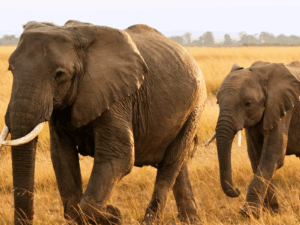 The Apollo Ndovu Safari - NS25