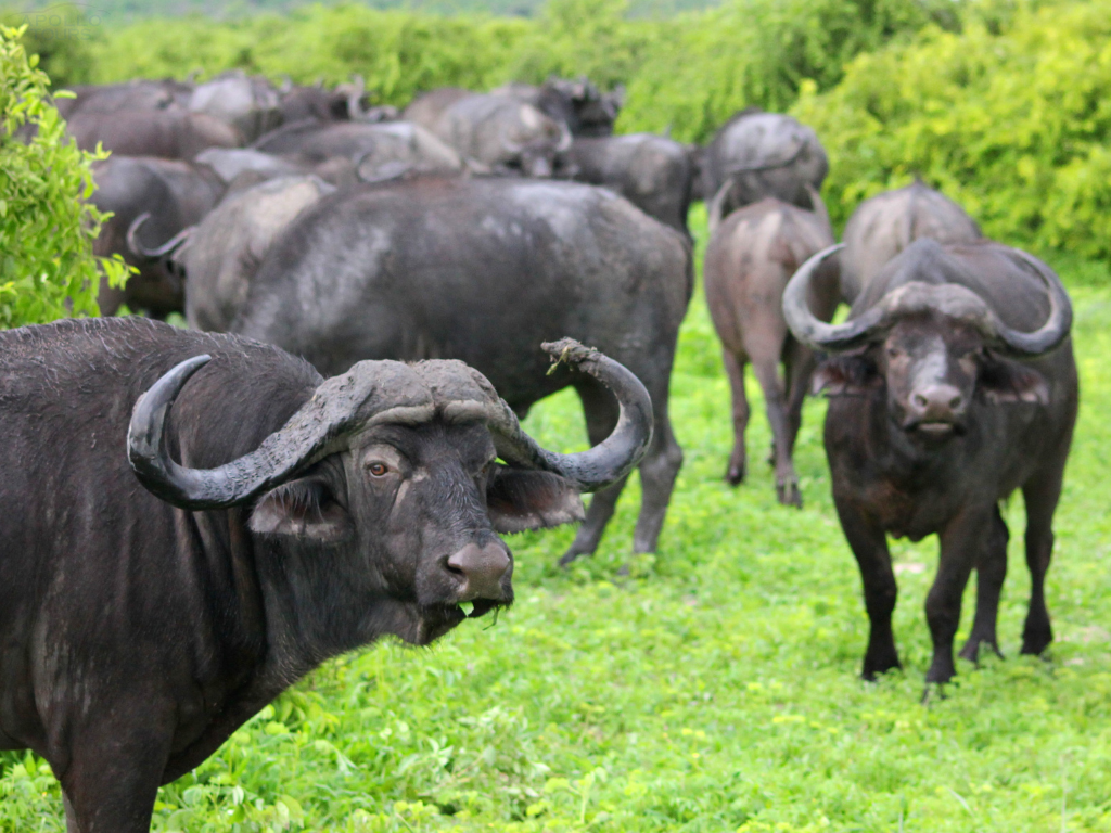 Apollo Nyati Safaris Pictures 2