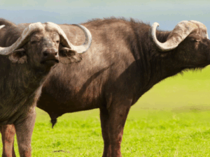 The Apollo Nyati Safari - NTS25