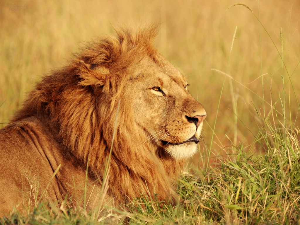 Apollo Simba Safaris Pictures 2