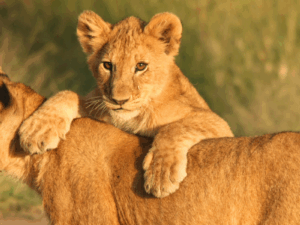 The Apollo Simba Safari - SS25