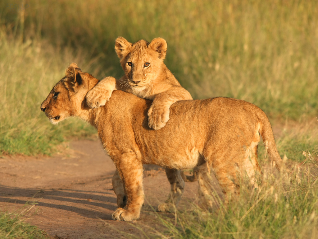 Apollo Simba Safaris Pictures